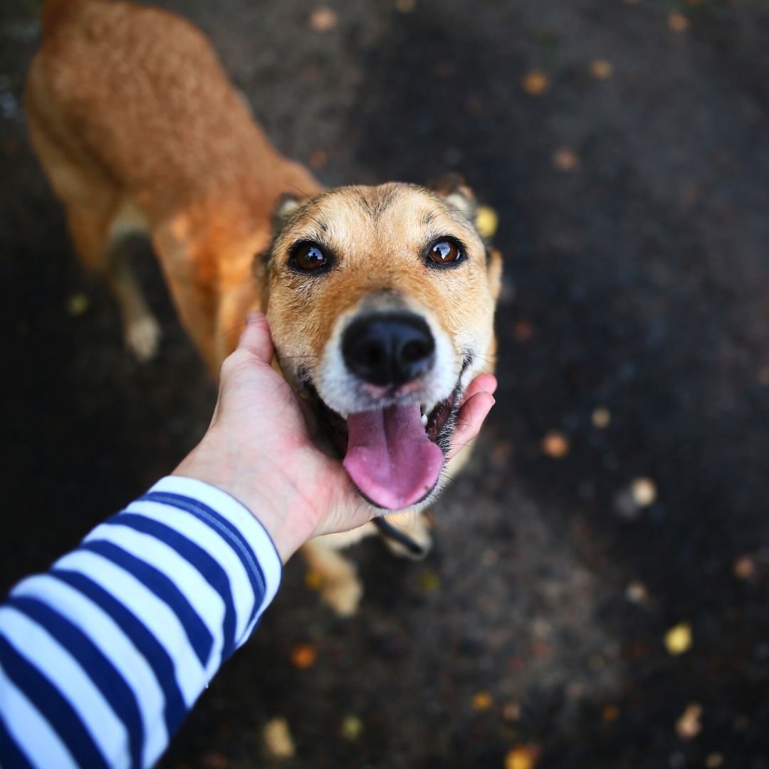 Wie ist die Persönlichkeit des Hundes?