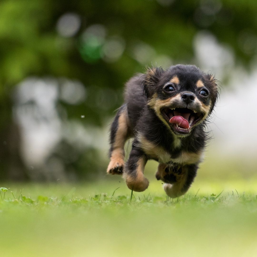 Vous préférez les chiens énergiques ou plus calmes