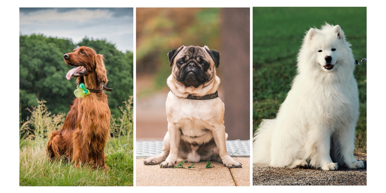 Que tipo de cão é o melhor para a sua família?- O Teste!