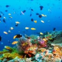 Parent Gorey: babysitting job Linda