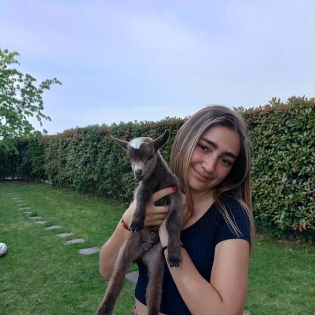 Babysitter a Gorgonzola: Sofia