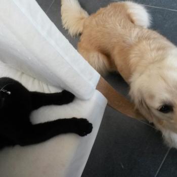 Babysitten in Brasschaat: babysitadres Lucas