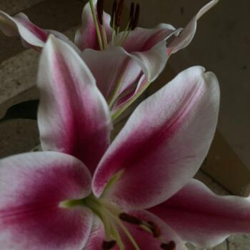 Agentur für Kinderbetreuung in Wien: Marga