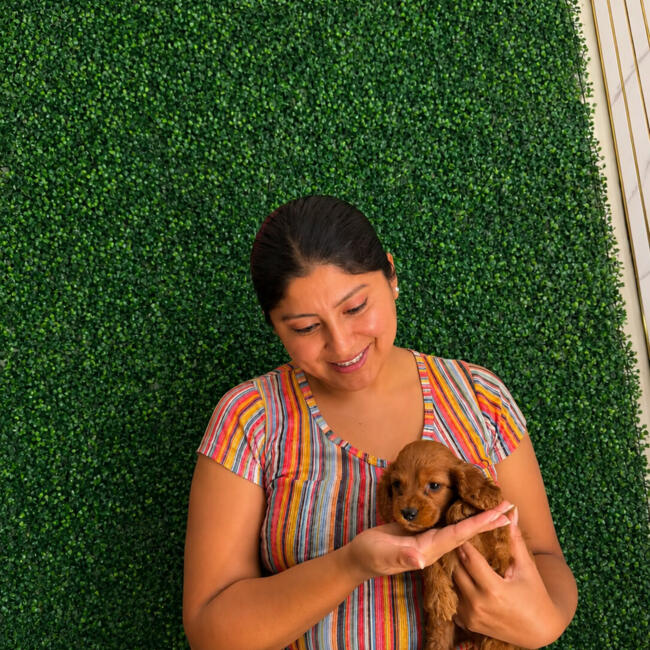Babysitter in Arequipa: Kathy