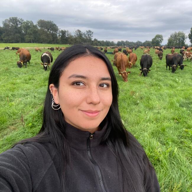 Babysitter in Chillán: Camila