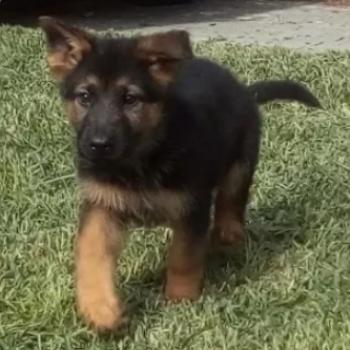 Babysitter Cascais: Ines