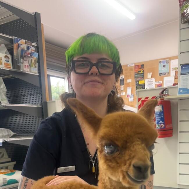 Babysitter in Whangaparaoa: Ollie