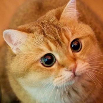 Babysitter Leiria: Natalia